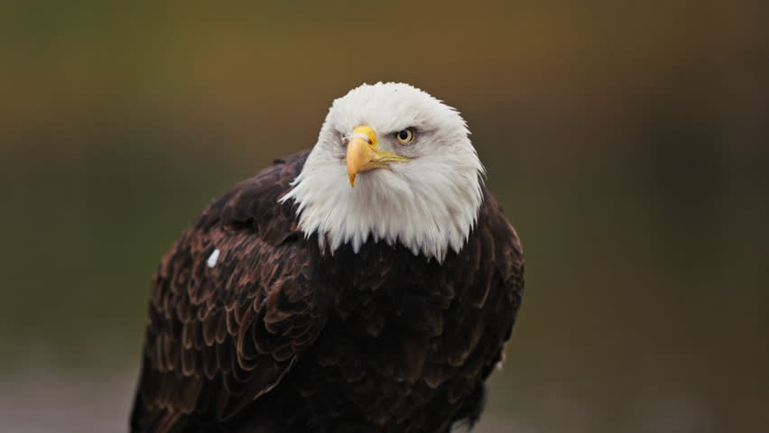 Close-up slo-mo of bald eagle turning its head and making peal call