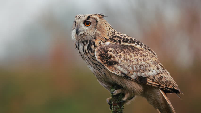 Close slomo side view portrait of Siberian eagle owl on tree branch