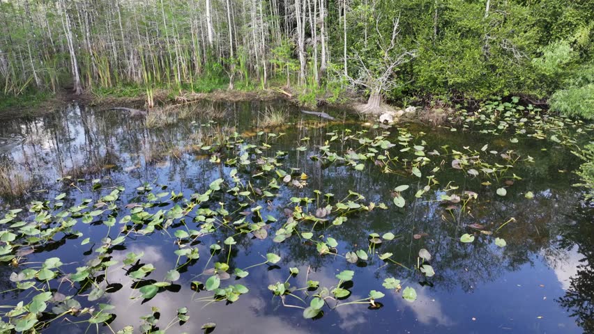 flying toward an Alligator resting in shallow water - with snouts below the water line - in swamps of the Everglades National Park in Florida - 4k aerial video footage 