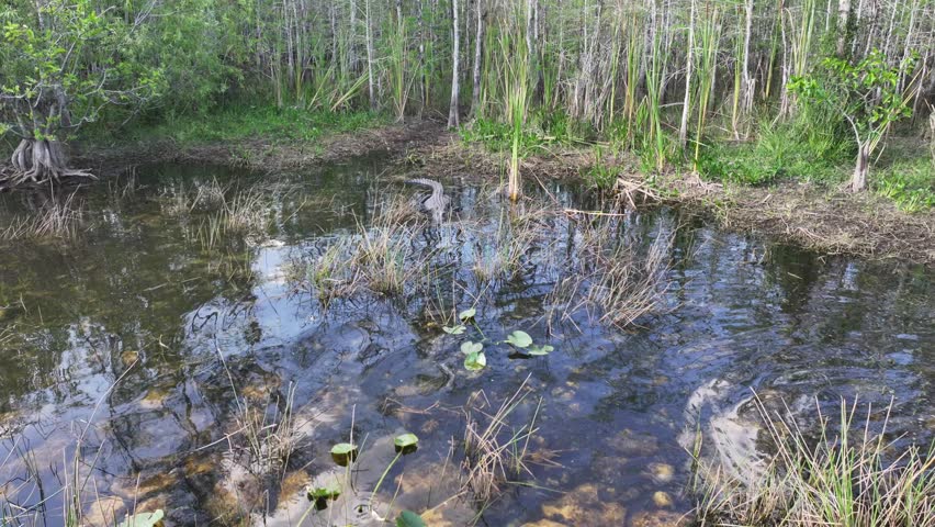 flying toward and hovering in front of an Alligator resting in shallow water - with snouts below the water line - in swamps of the Everglades National Park in Florida - 4k aerial video footage 