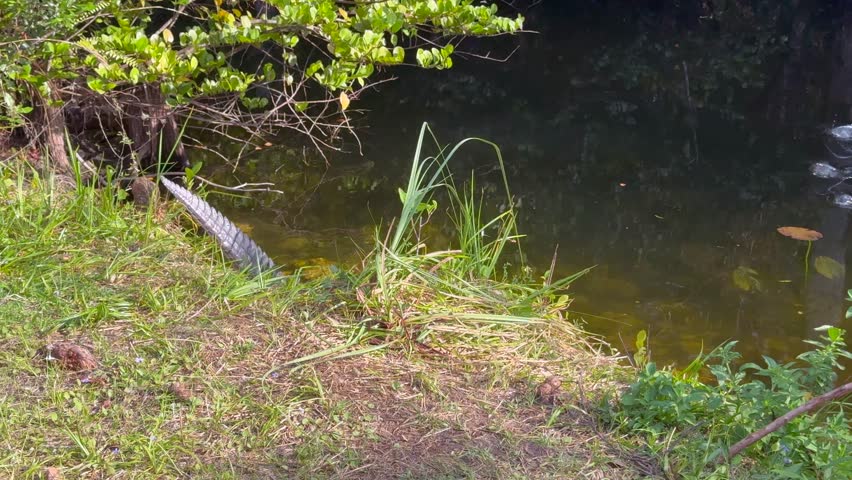An alligator enters the water, surrounded by trees and vegetation, in the swamps of the Everglades National Park in Florida and swims away