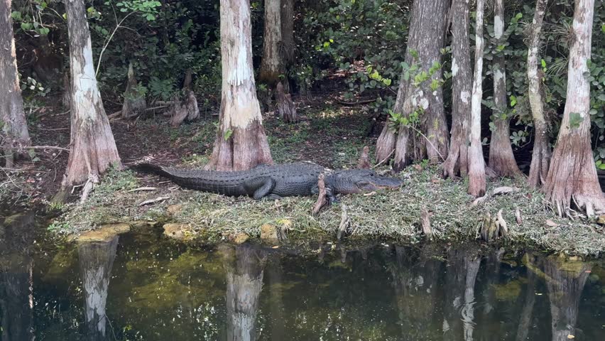 An Alligator rests below trees on shoreline next to a river in the Everglades National Park, somewhere in Southwest Florida - 4k video footage