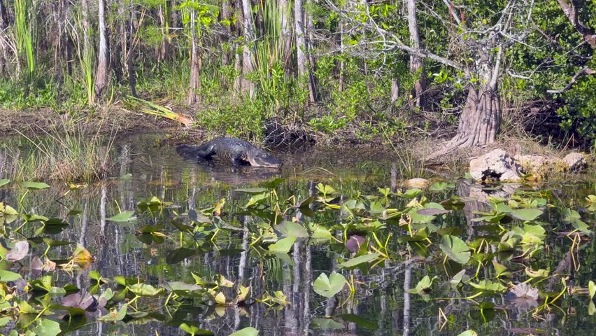 An Alligator walks into shallow water before lying down to rest in swamps (surrounded by trees and vegetation) of the Everglades National Park in Florida - 4k video footage 