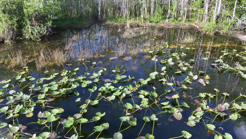 flying toward an Alligator resting motionless in shallow water - with just head and parts of tail above the water line - in swamps of the Everglades National Park in Florida - 4k aerial video footage 