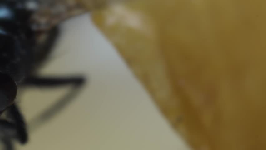 Dead Housefly Bulbous eyes and head details Slide CLOSE-UP shot reveal