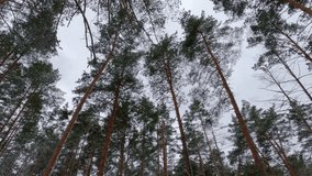 Tops of old pines in the winter forest against the cloudy sky, bottom view in overcast windy day
 - Powered by Shutterstock - Get 15% off with code: PIKWIZARD15