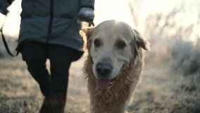 Girl Walking With An Adorable Golden Retriever Dog On A Frosty Morning - Powered by Shutterstock - Get 15% off with code: PIKWIZARD15