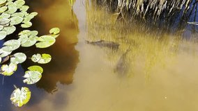 Pond with a lot of lily pads and a fish swimming in it. The water is murky and the fish is swimming in the middle of the pond - Powered by Shutterstock - Get 15% off with code: PIKWIZARD15