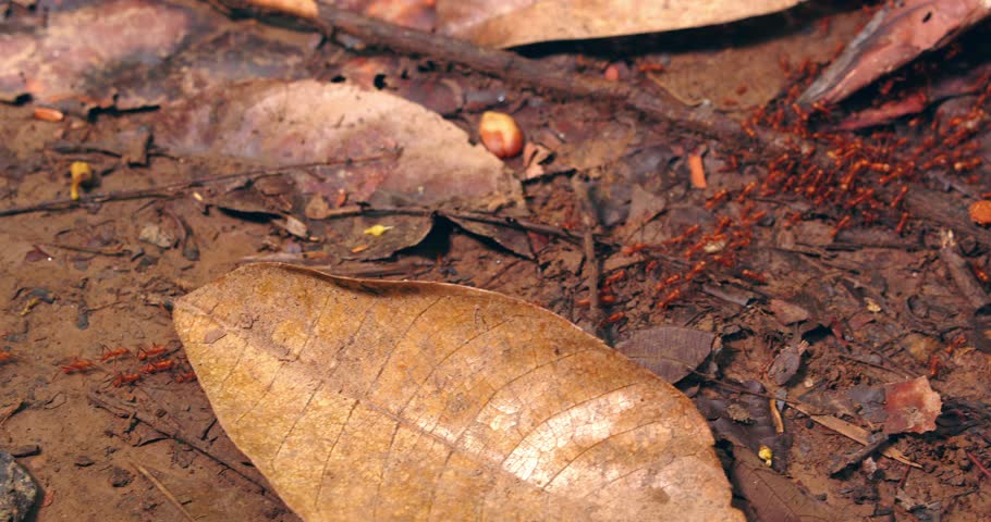 A relentless army of red army ants swarms across the rainforest floor, moving in perfect coordination.