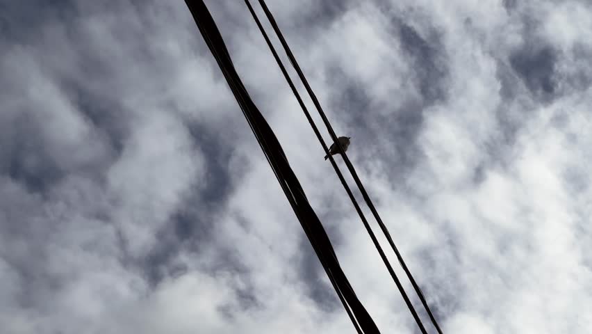 Low angle view of little bird resting on the light wires. Daylight