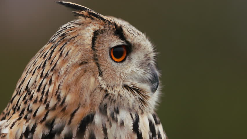 Close-up of beautiful Siberian eagle owl slowly turning its head