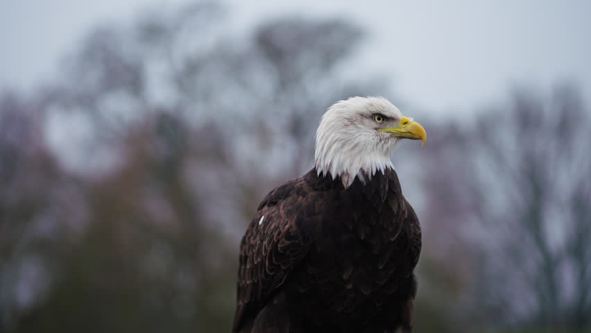 Bald eagle sits and looks out with forest in background, handheld pan