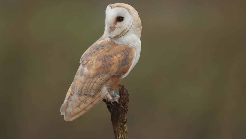 Close side view portrait of beautiful barn owl sitting on tree branch
