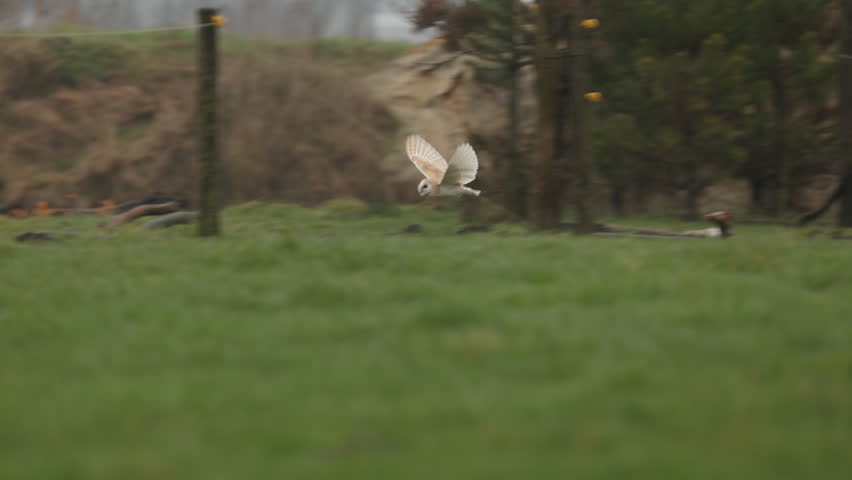 Lone barn owl flies by grass and trees, wide slomo side tracking shot
