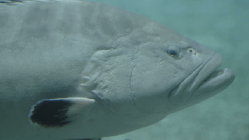 Shot of a Grey Grouper Stock Footage Video (100% Royalty-free) 3751556 ...