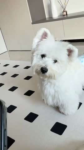 Adorable White Dog on a Patterned Rug.