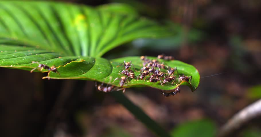 Ants team up and navigate a broad green leaf, showcasing their agility in Peru’s dense Amazon rainforest.