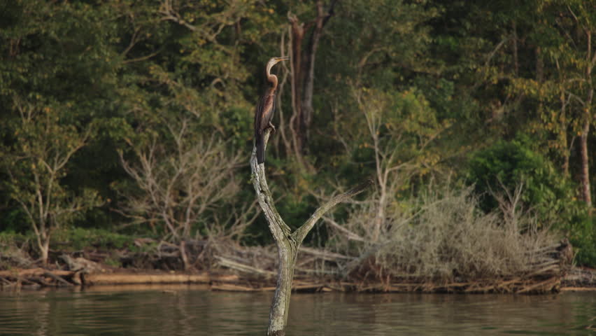 Boat safari on Kabini River featuring an Oriental Darter bird in serene nature