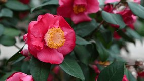 A closeup of a wide-open solid pink Camellia flower in full bloom.  - Powered by Shutterstock - Get 15% off with code: PIKWIZARD15