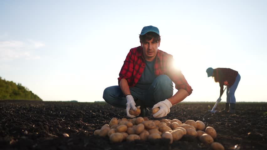 Agriculture. farmers working in potato field. female autumn agribusiness concept. a man sorting potatoes in a field. a man is working on sorting potatoes lifestyle in a field.