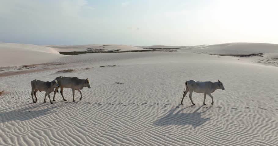Cattle Herd Walking On Desert Landscape Of Lencois Maranhenses National Park In Maranhao, Brazil. aerial shot, ascending pullback