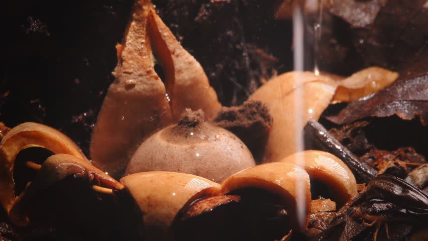 Closeup Rounded Earthstar fungus ejects spores as water droplets fall in Peru’s Amazon rainforest.