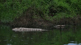 Dead Indian python floating in the Kabini River during an evening boat safari - Powered by Shutterstock - Get 15% off with code: PIKWIZARD15