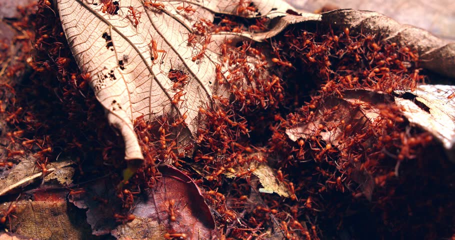 Red army ants emerge surge across the jungle floor, their fast-moving army navigating the dense rainforest terrain. aggressive ants