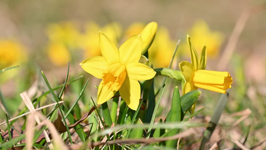 Beautiful yellow flowers of the wild daffodil in the meadow, close-up. Lent lily, Narcissus pseudonarcissus.