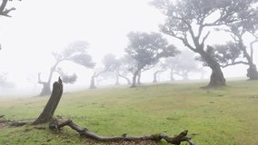 Enchanted Fanal Forest, Madeira, Twisted Trees in Dense Fog, Portugal - Powered by Shutterstock - Get 15% off with code: PIKWIZARD15