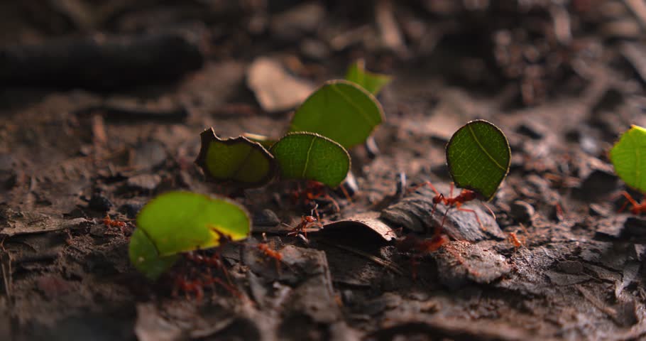 Leafcutter ants march across the rainforest floor, carrying vibrant green leaf fragments to their colony.
