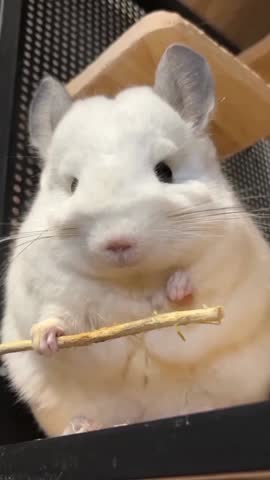 
"Master Shifu Vibes – Inner Peace.


