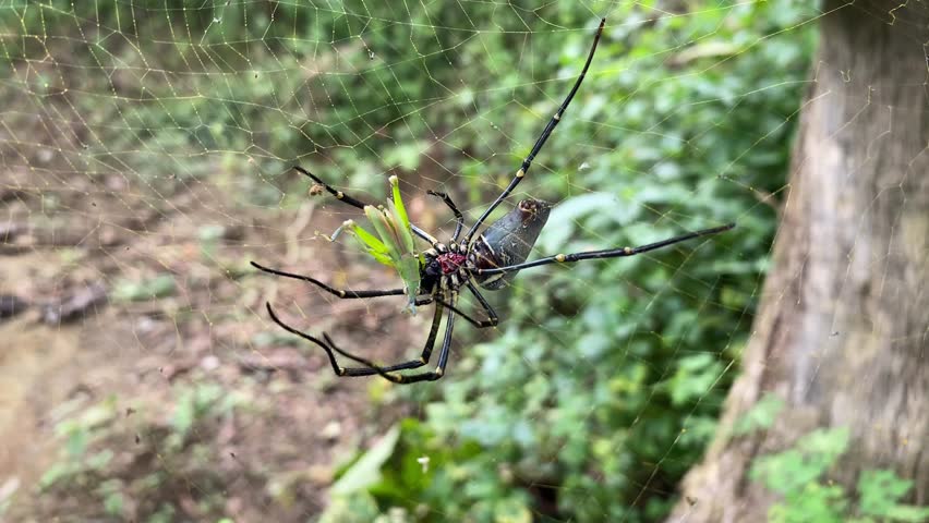 Giant wood spider or golden orb web spider (Nephila vitiana) catching a grasshopper in the web. Spider bite and inject a paralyzing venom to immobilize its prey