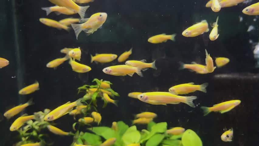 Yellow zebrafish (Danio rerio) inside a fish tank,best video of yellow zebrafish