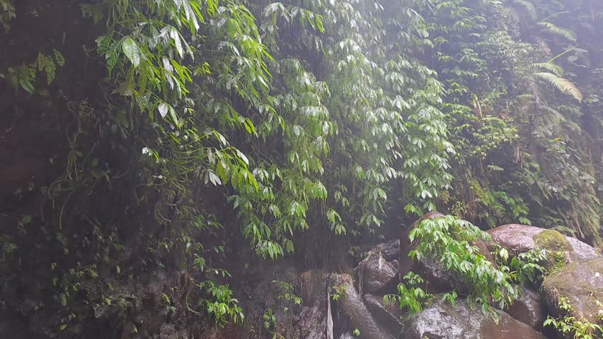 Lush, hanging leaves cover a large rock wall that is oozing with water in a forest. 