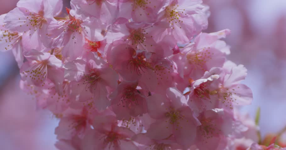 A blooming Kawazu cherry flower at the park in spring close up