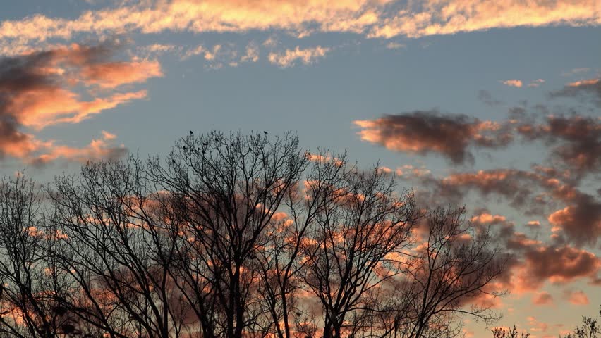 sunset landscape behind trees in the nature
