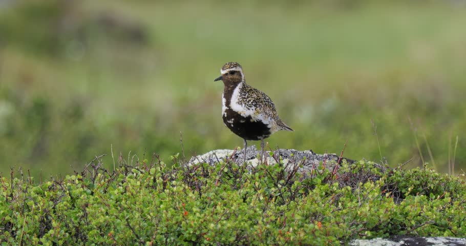 European golden plover (Pluvialis apricaria), Dovrefjell Sunndalsfjella National Park, Norway.