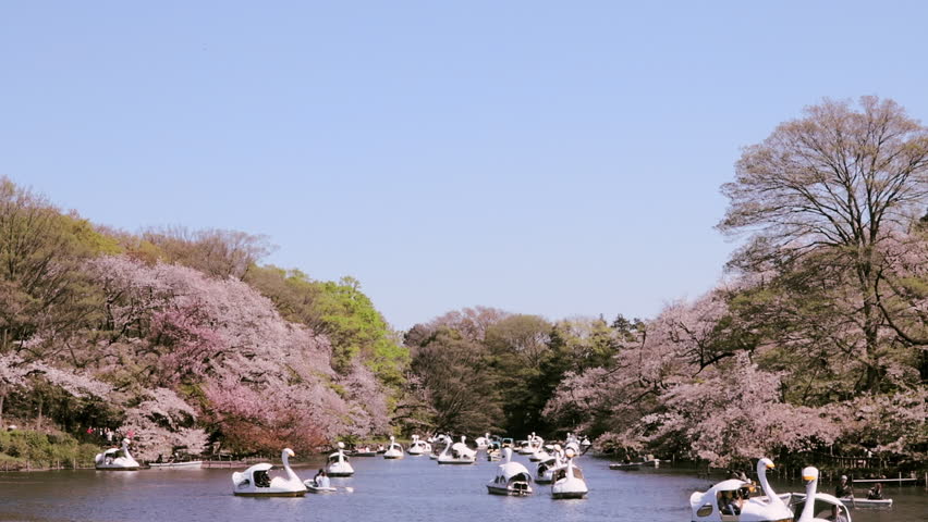 Spring in Tokyo : Countless Paddle Boats Floating on the City Park