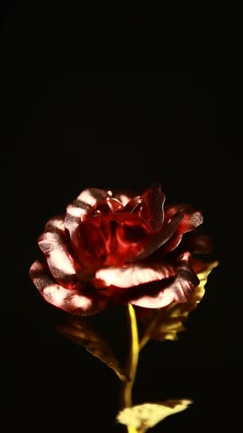 vertical footage of flower dark background