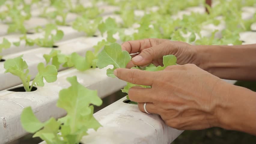 closeup baby green salad lettuce on greenhouse fresh hydroponic water agriculture organic modern farm