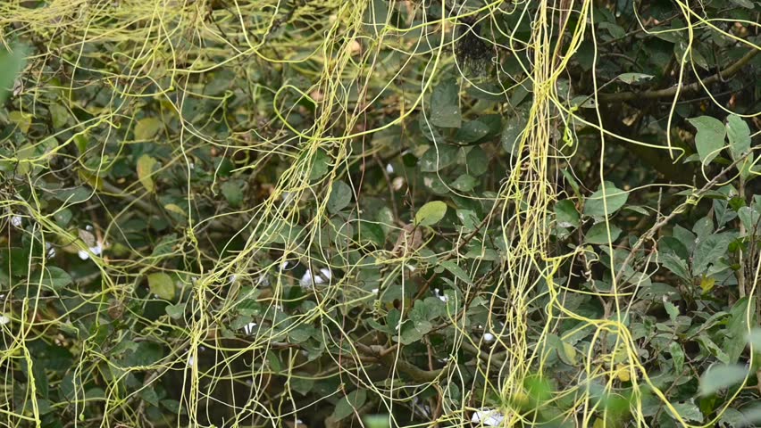 Cuscuta or Dodder plant. It is a genus species of yellow, orange,or red  parasitic plants. Its can be identified by its thin stems appearing leafless,with the leaves reduced to minute scales. Amarbel.