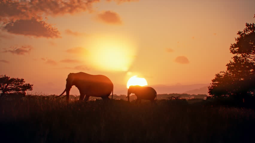 A pair of elephants, one big and one small, cross the savannah against the backdrop of a majestic African sunset. The animals cross the golden disk of the sun, capturing an amazing moment of wild life