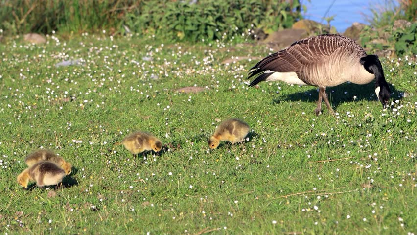 Canada Goose with Chicks pecks grass at shore
