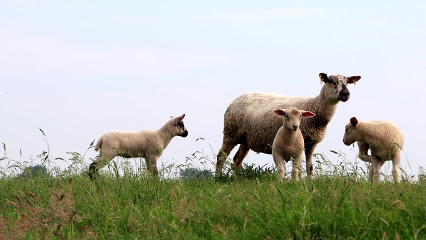 sheep herd family on dike
