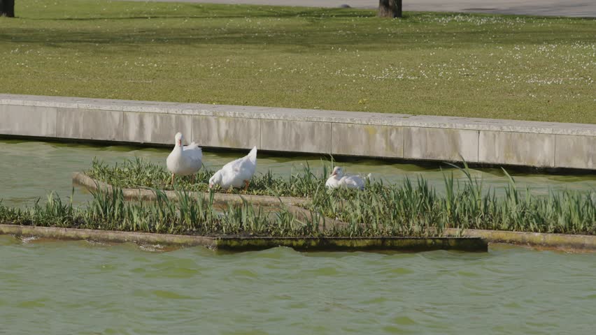Three seagulls standing on small grassy islands in a pond.