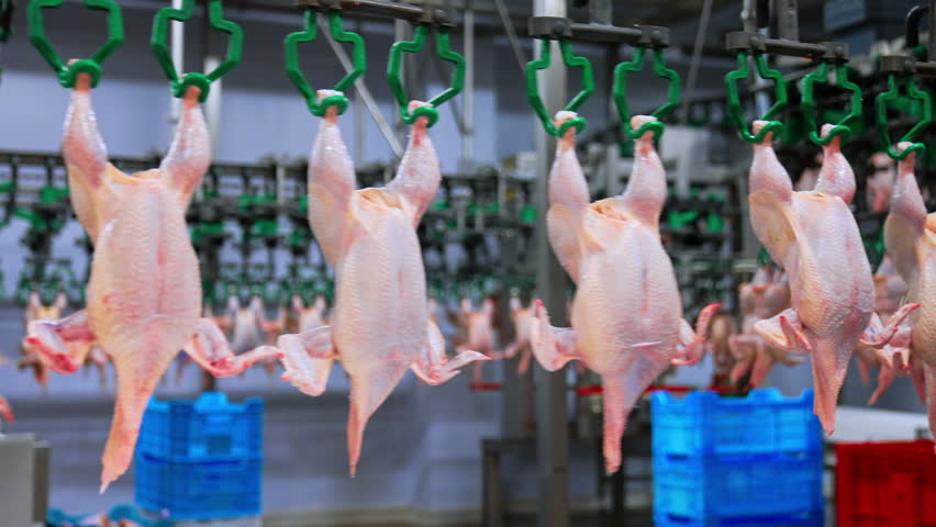 Carcasses of the chickens are moved by the conveyor belt at food factory. Poultry prepared for packaging at the enterprise.