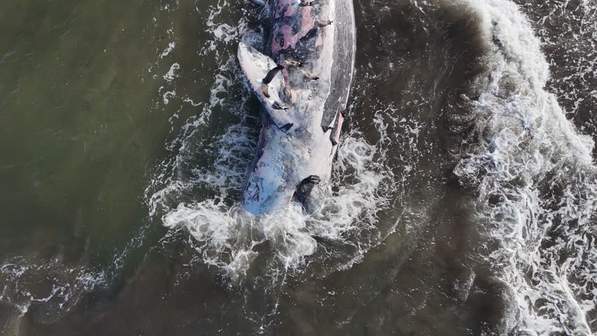 Dead whale on a Baja California Sur sandy beach bahia magdalena aerial drone footage