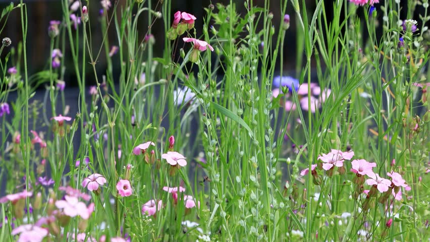 wild flowers in a field, summer background

