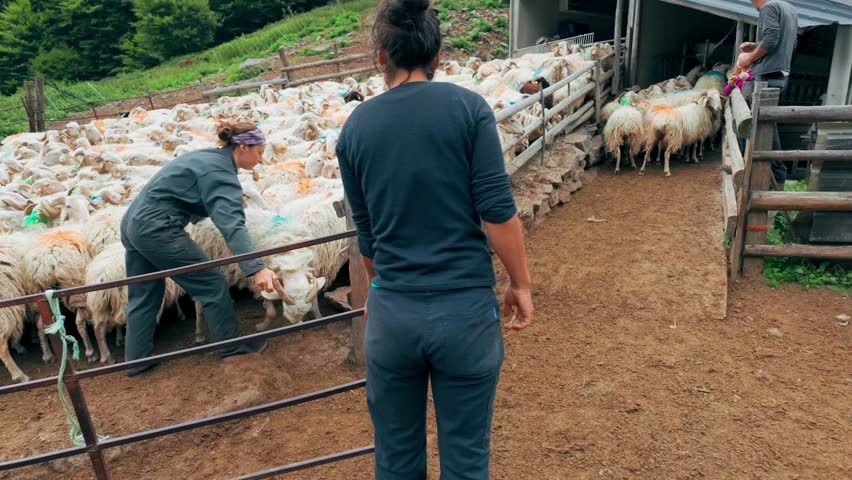 Sheep farm in the Pyrenees mountains in France, an area known for sheep cheese production and dairy farming in Southern Europe. 